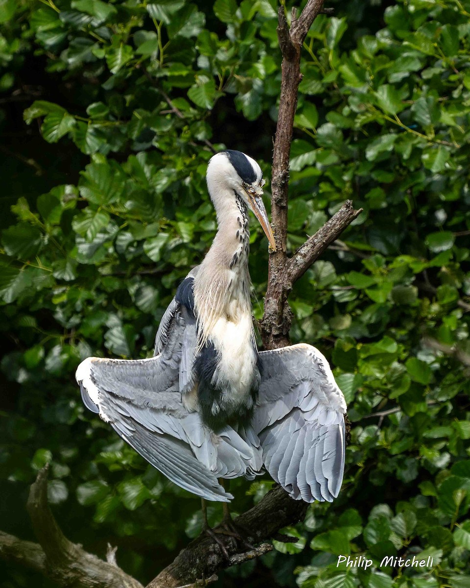 Gray Heron - ML620597860