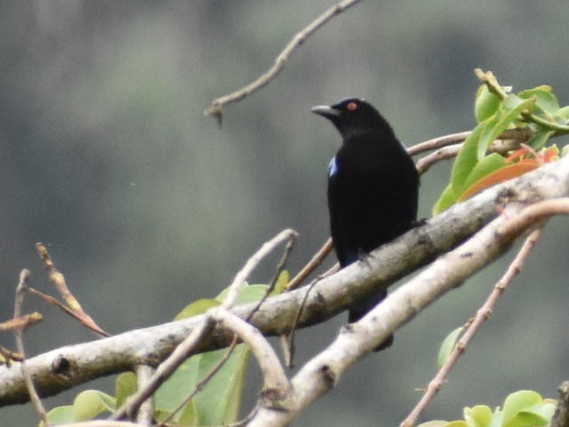 Asian Fairy-bluebird - ML620597861