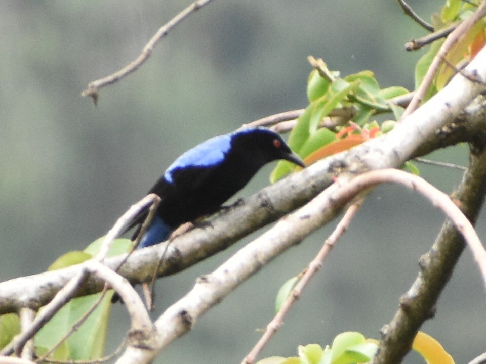 Asian Fairy-bluebird - ML620597862