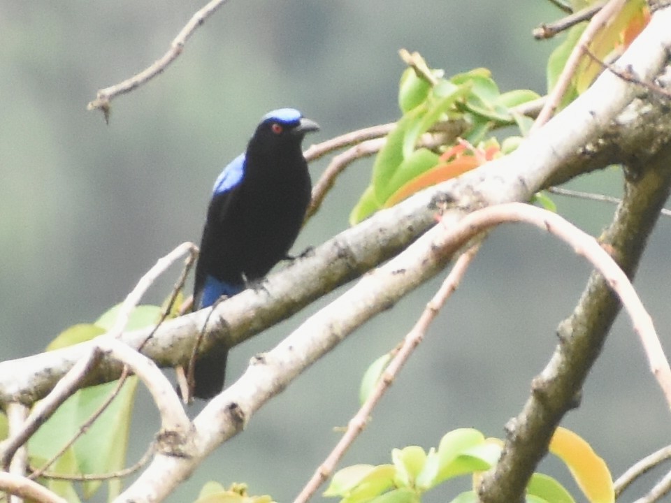 Asian Fairy-bluebird - Dilip Savalia