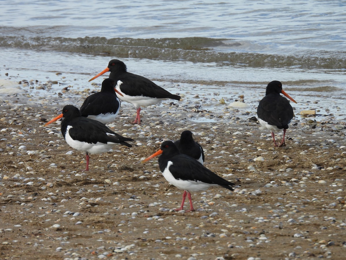 South Island Oystercatcher - George Watola