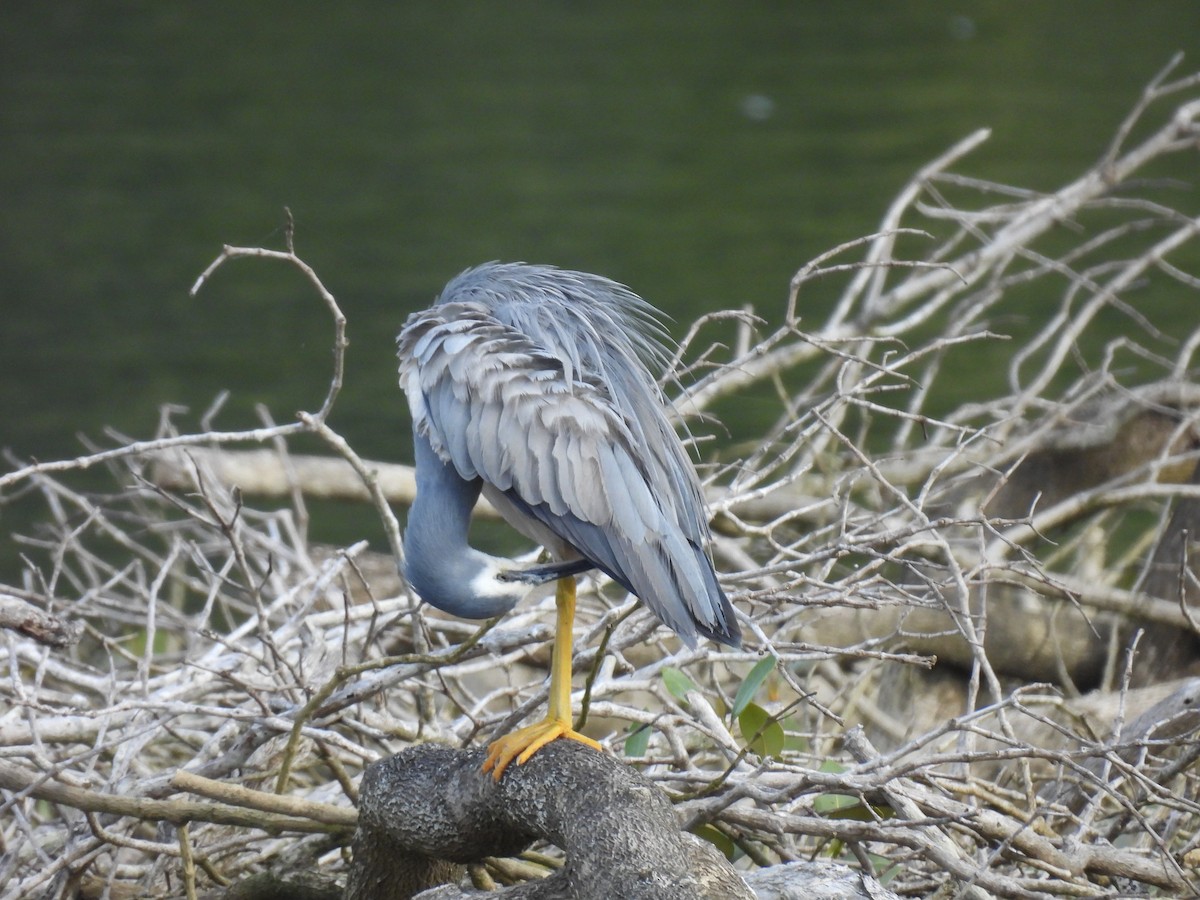 White-faced Heron - ML620597867