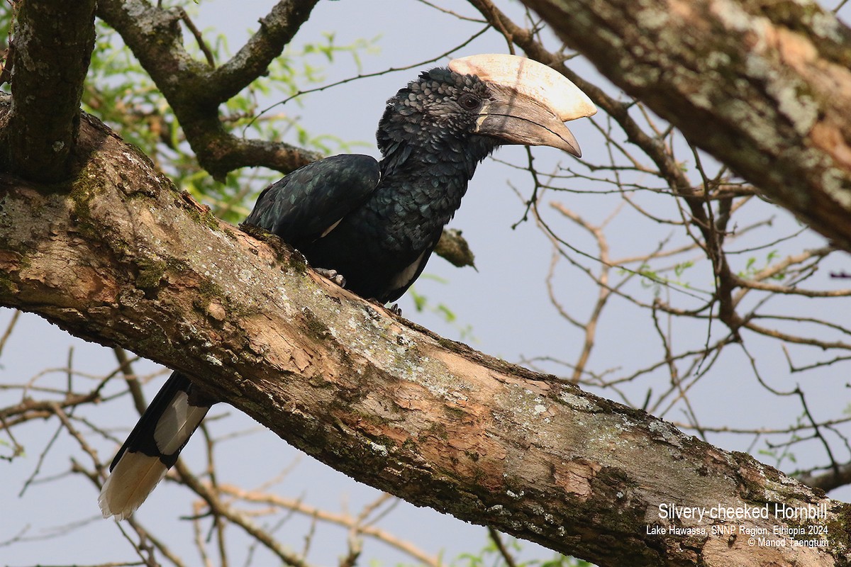 Silvery-cheeked Hornbill - ML620597868