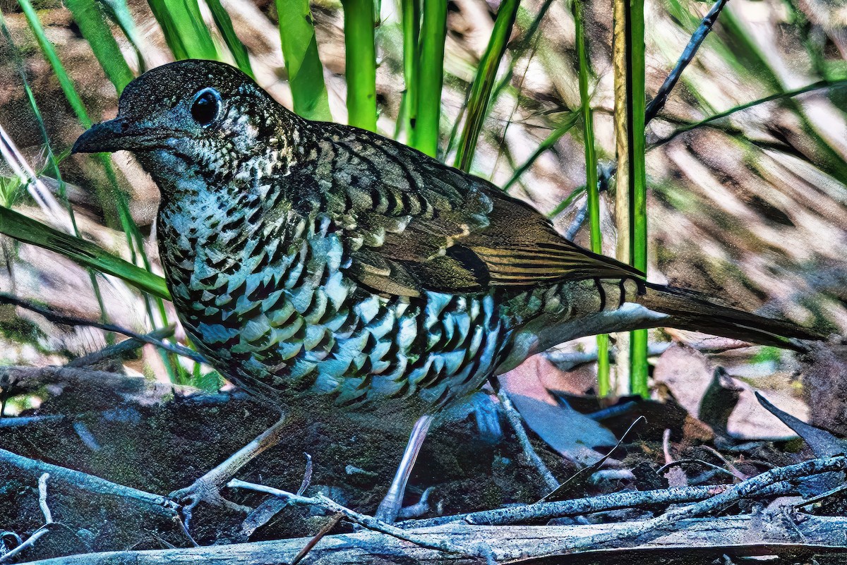 Bassian Thrush - ML620597869