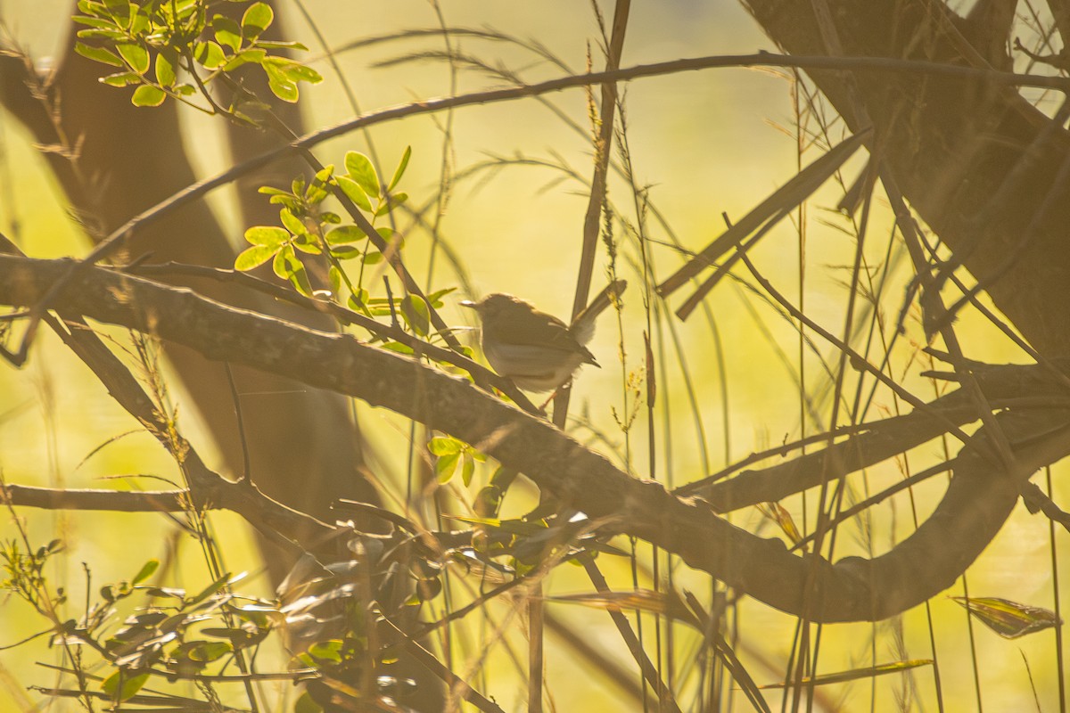 Green-backed Camaroptera - ML620597875