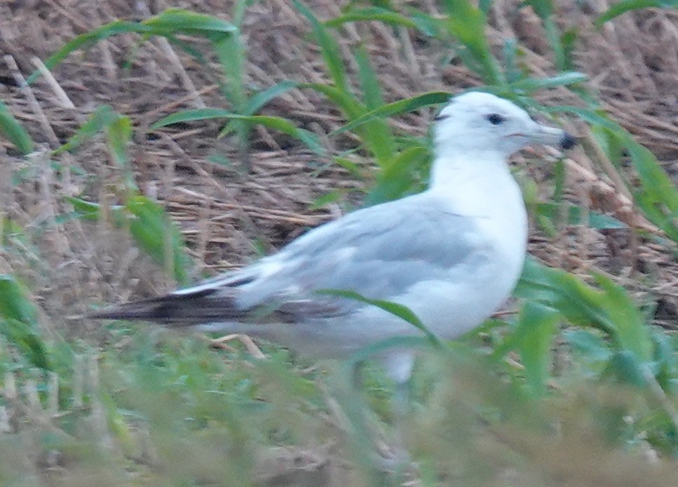 California Gull - ML620597877