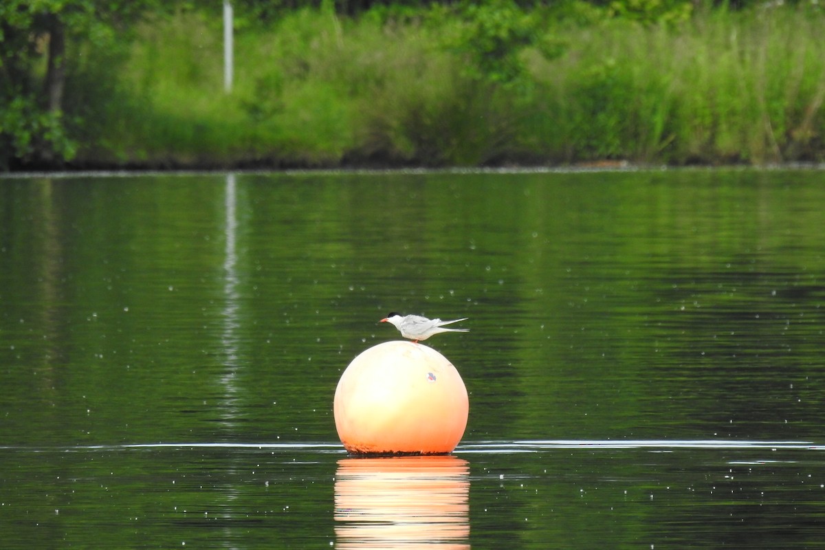 Common Tern - ML620597878