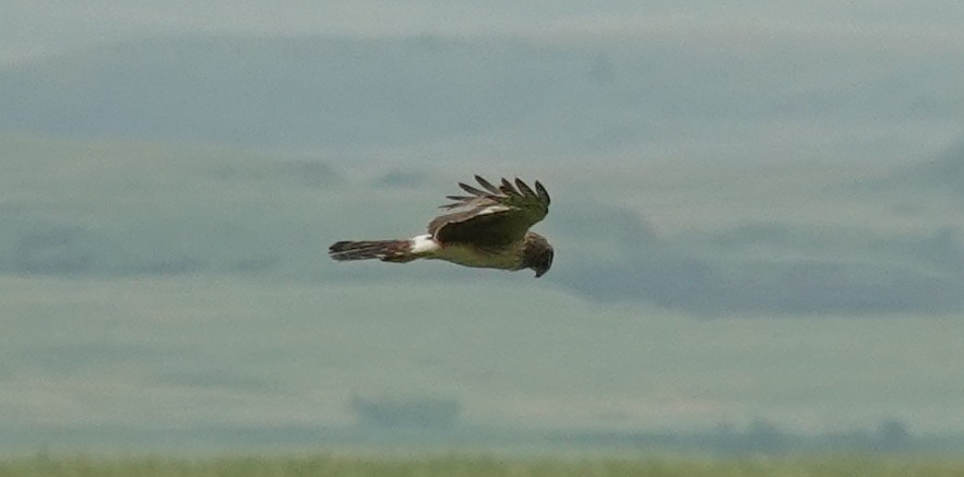 Northern Harrier - ML620597879