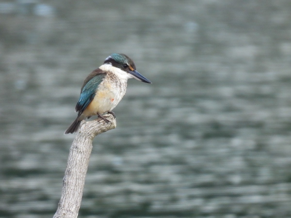 Sacred Kingfisher - George Watola