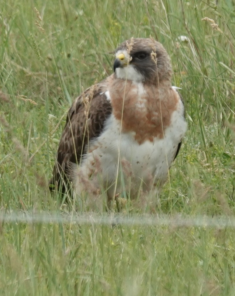 Swainson's Hawk - ML620597886