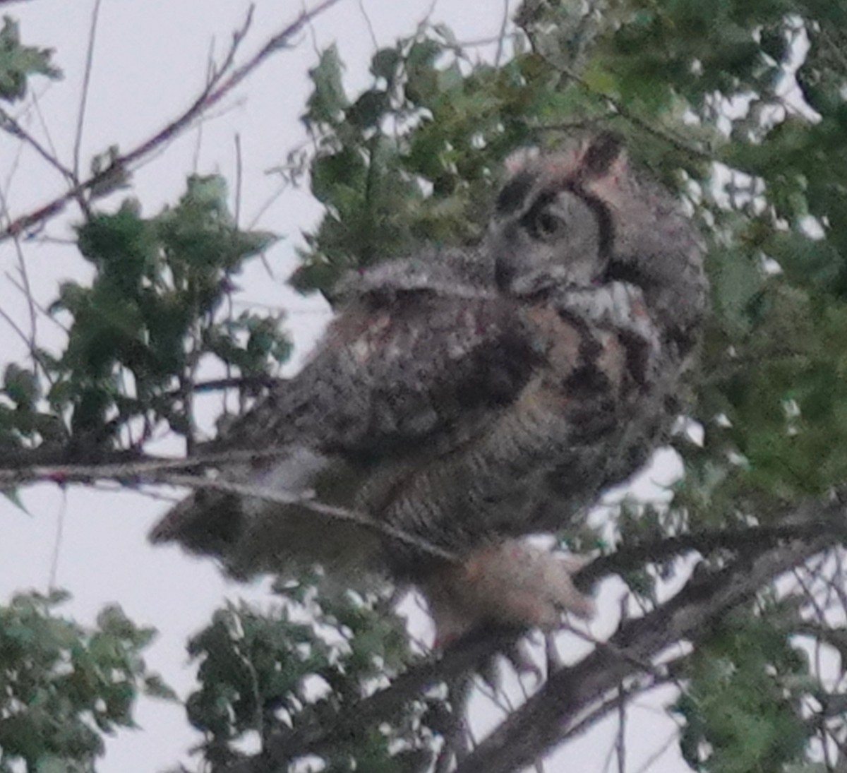 Great Horned Owl - ML620597889