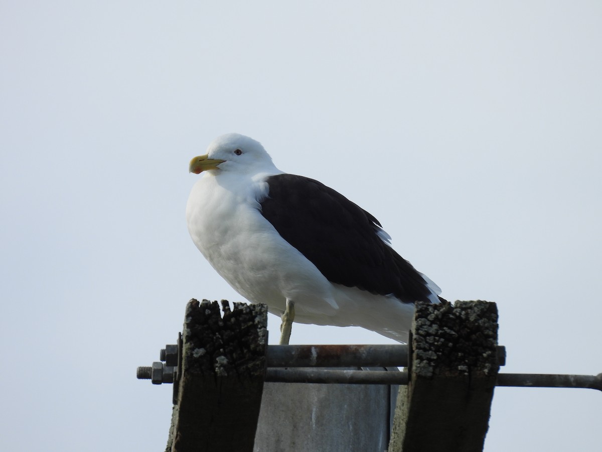 Kelp Gull - ML620597894