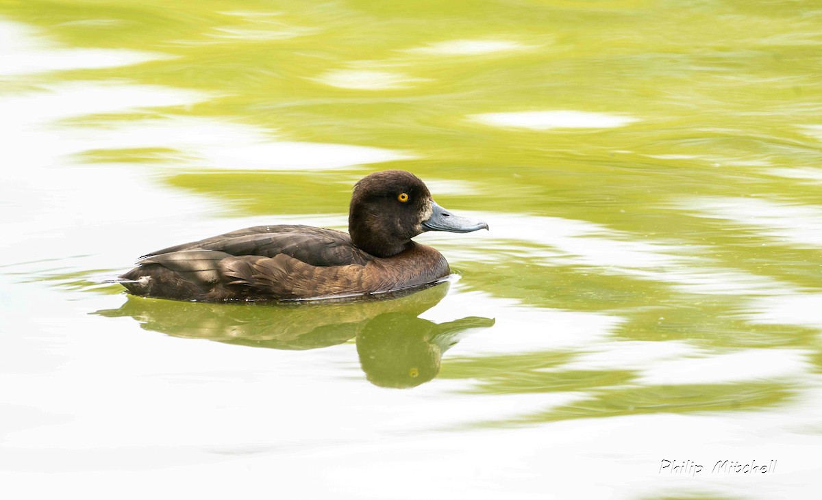 Tufted Duck - ML620597895