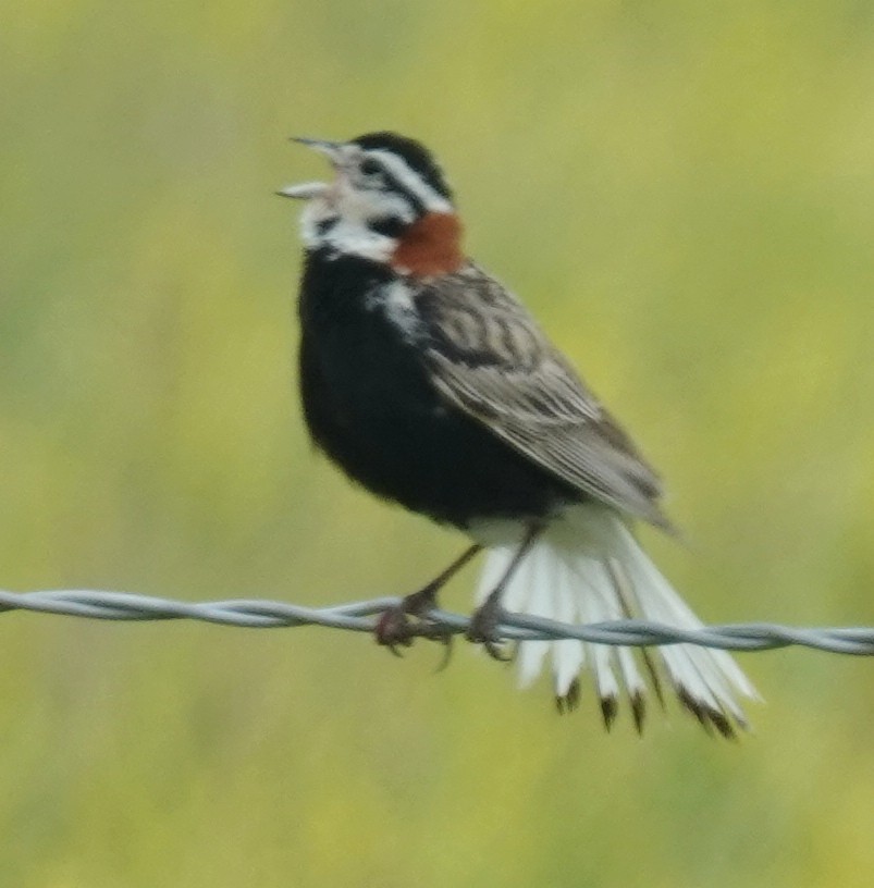 Chestnut-collared Longspur - ML620597897