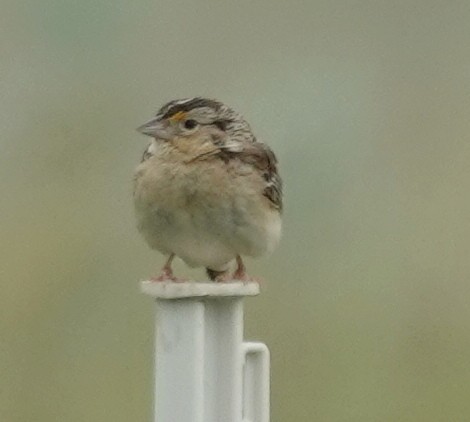 Grasshopper Sparrow - ML620597898