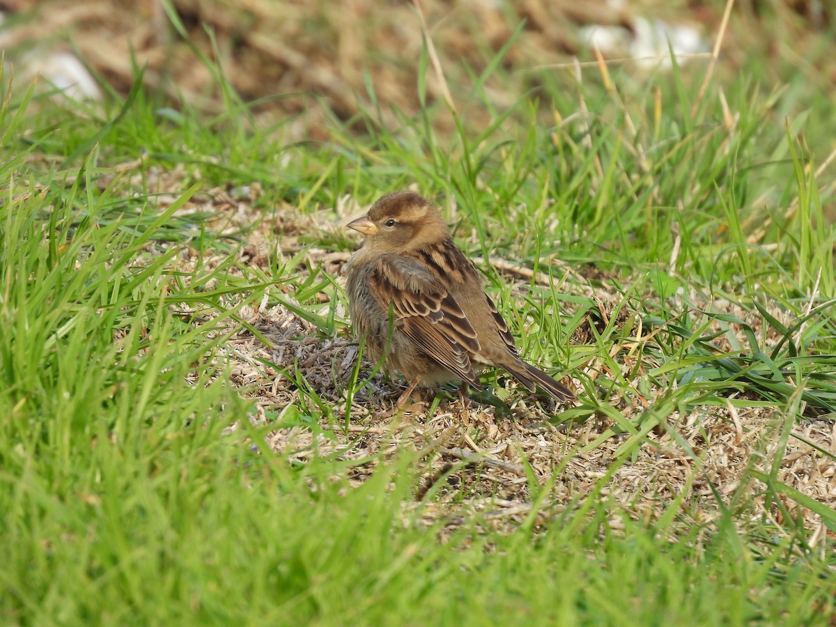 House Sparrow - George Watola