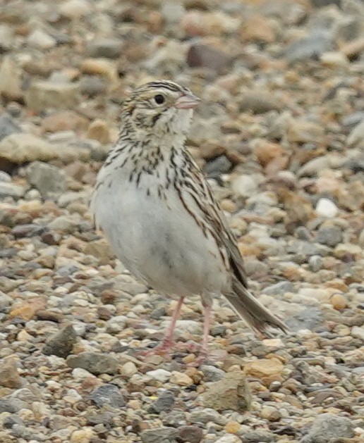 Baird's Sparrow - ML620597904