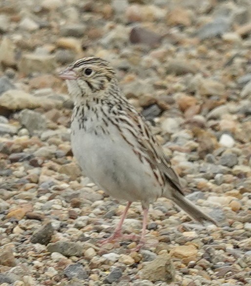 Baird's Sparrow - ML620597905