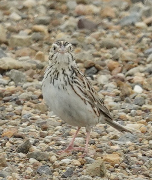 Baird's Sparrow - ML620597906