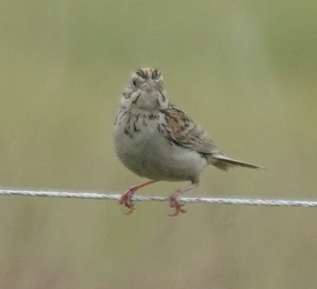 Baird's Sparrow - ML620597910