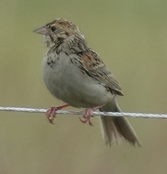 Baird's Sparrow - ML620597911