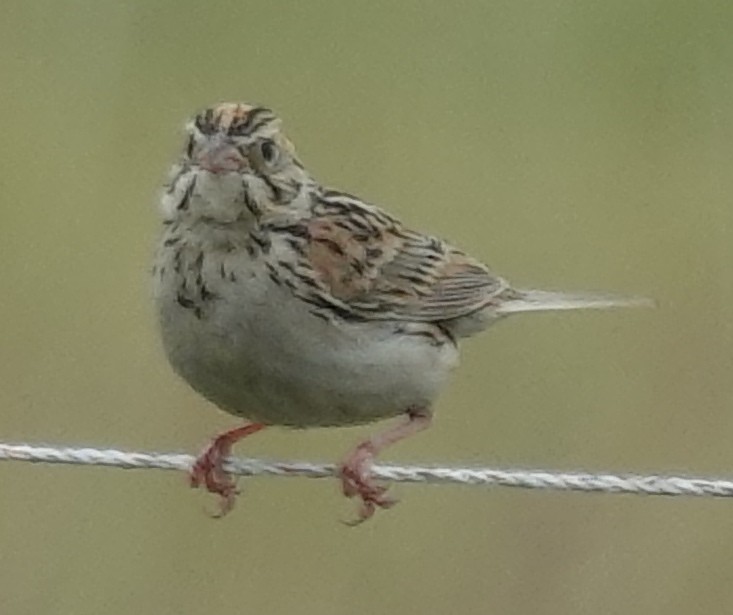Baird's Sparrow - ML620597912