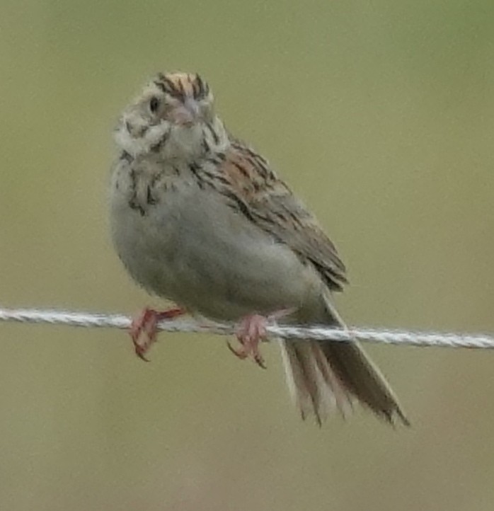 Baird's Sparrow - ML620597913