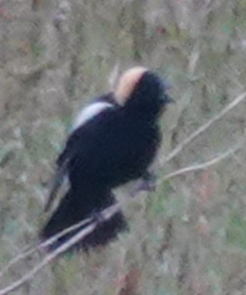 bobolink - ML620597916