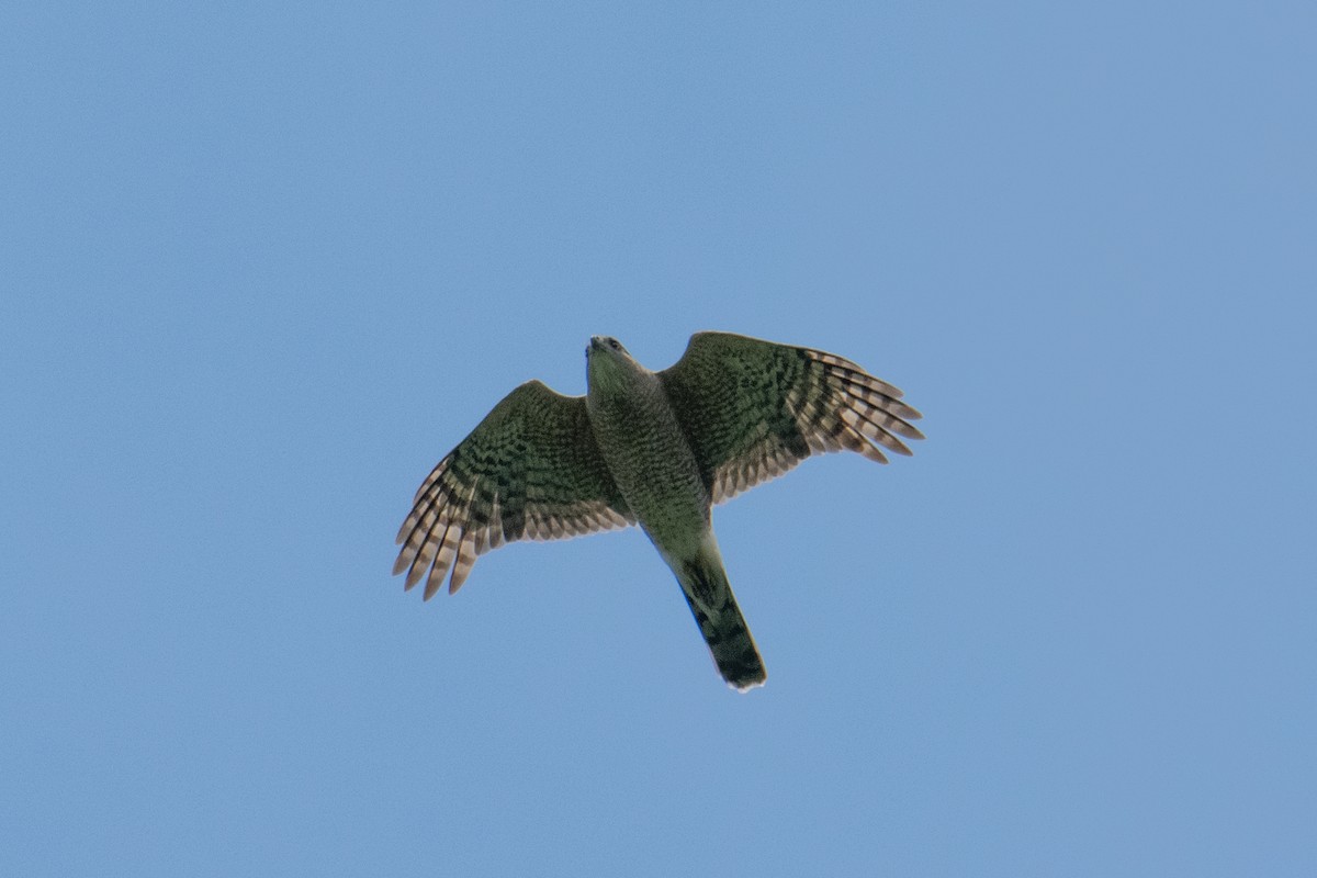 Cooper's Hawk - ML620597917