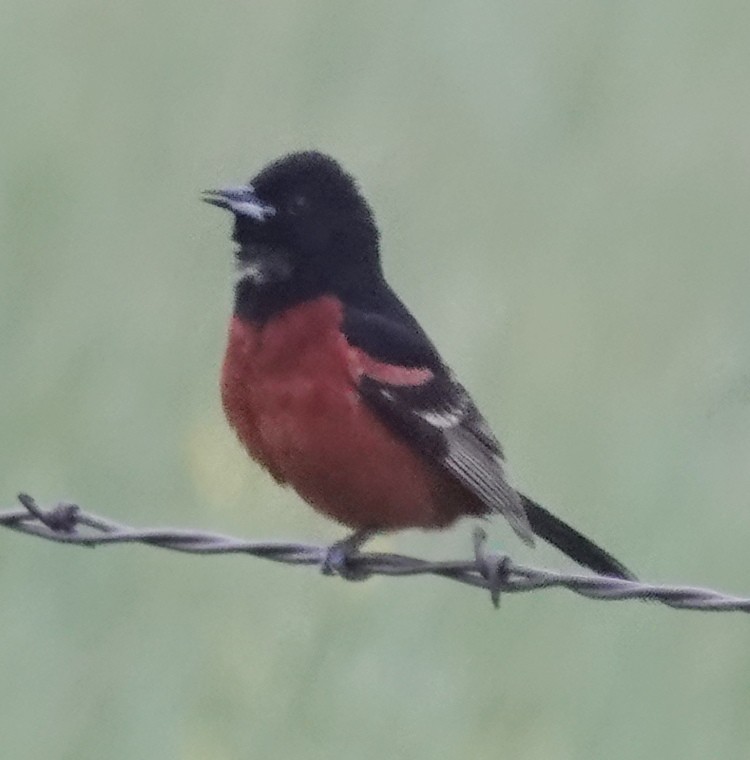 Orchard Oriole - ML620597918