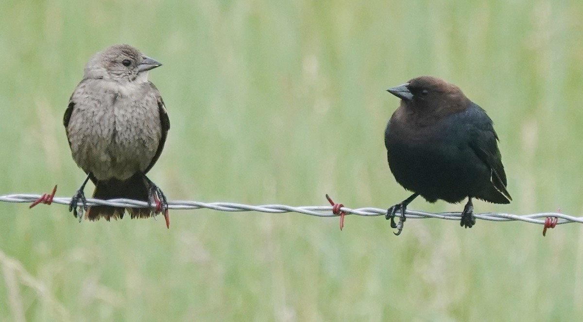 Brown-headed Cowbird - ML620597923