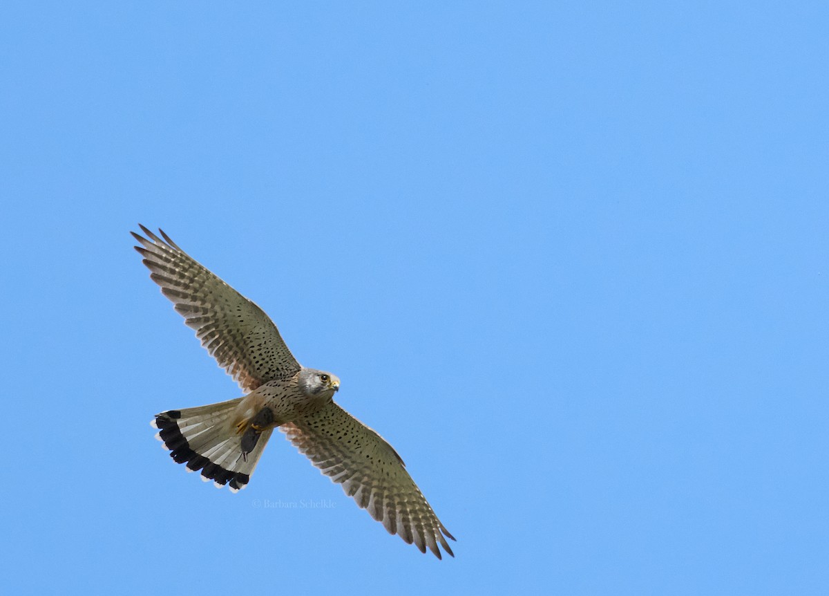 Eurasian Kestrel - ML620597924