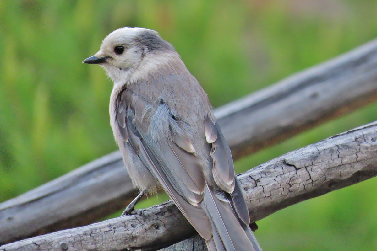 Canada Jay - ML620597928