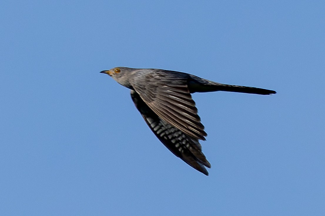 Common Cuckoo - ML620597933