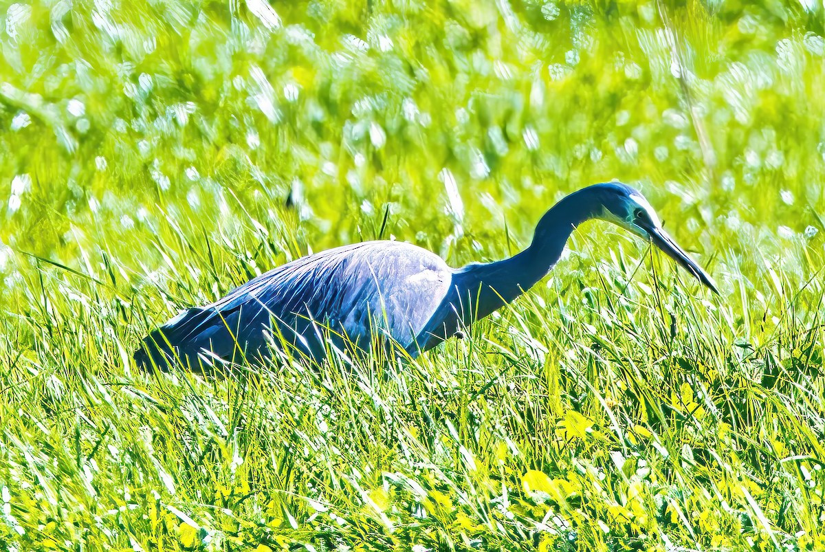 White-faced Heron - ML620597934