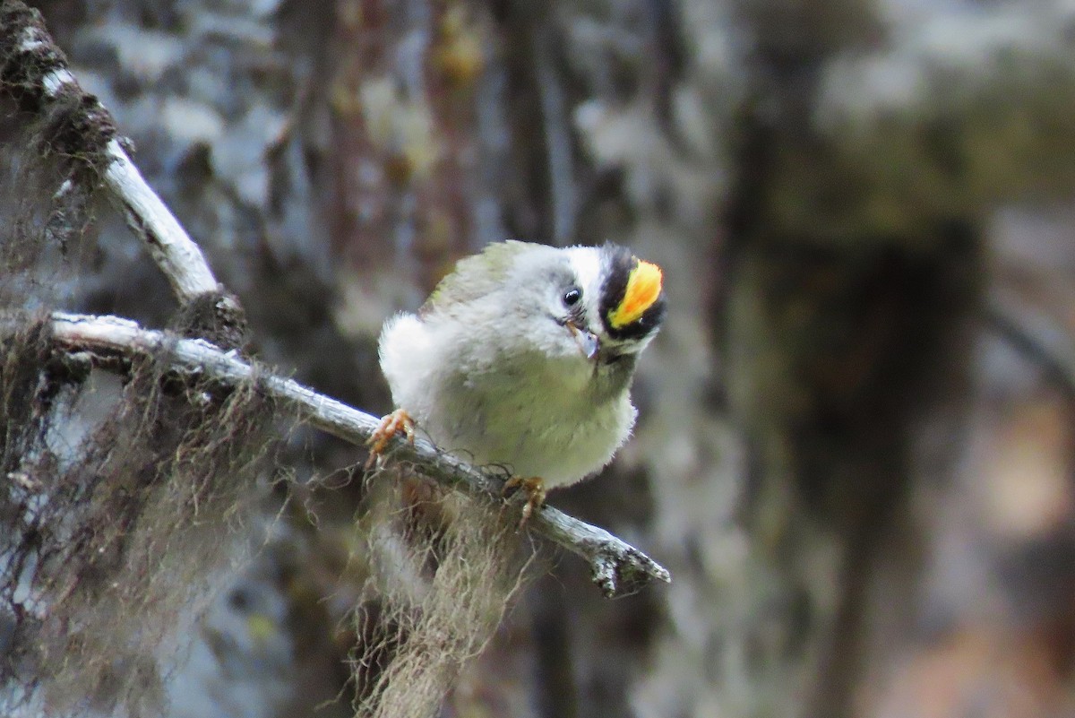 Golden-crowned Kinglet - ML620597935