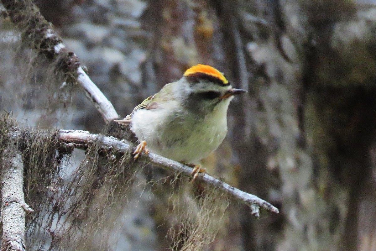 Golden-crowned Kinglet - ML620597936