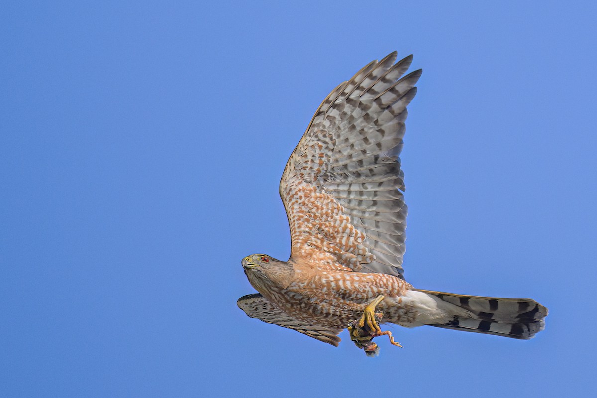 Cooper's Hawk - ML620597938