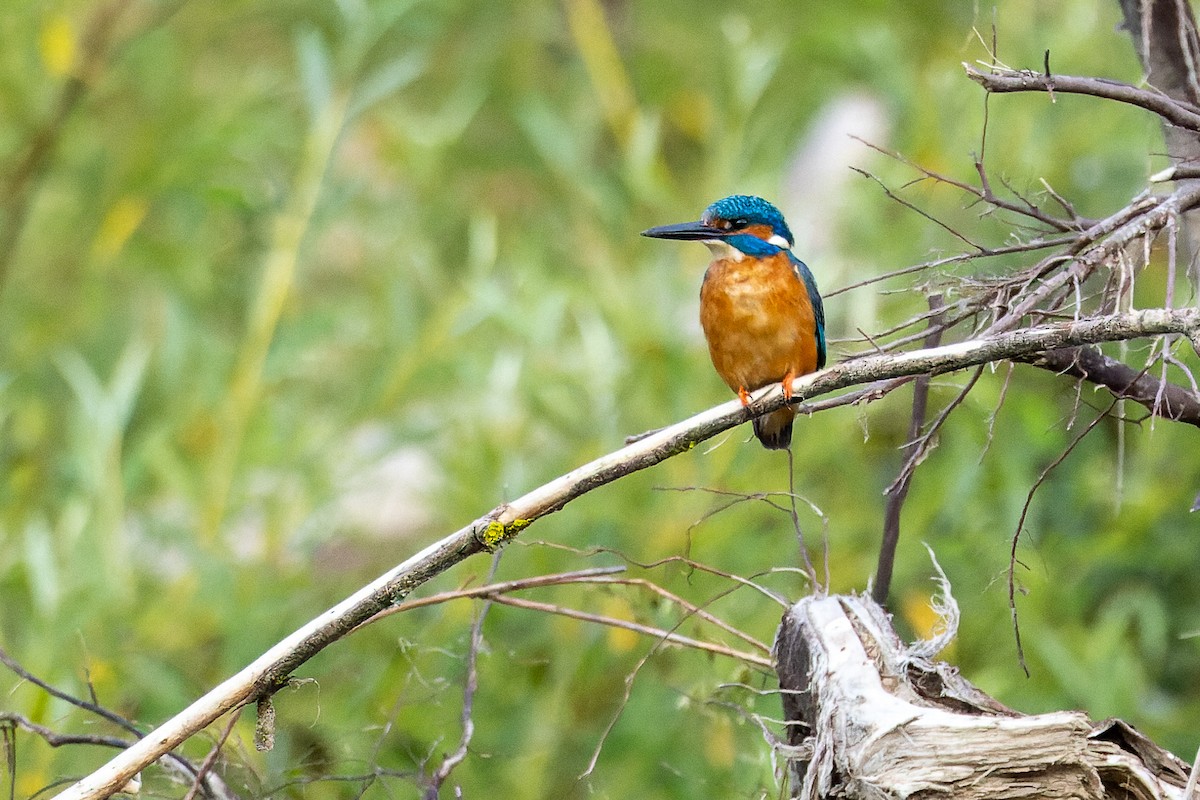 Common Kingfisher - Roman Levenko