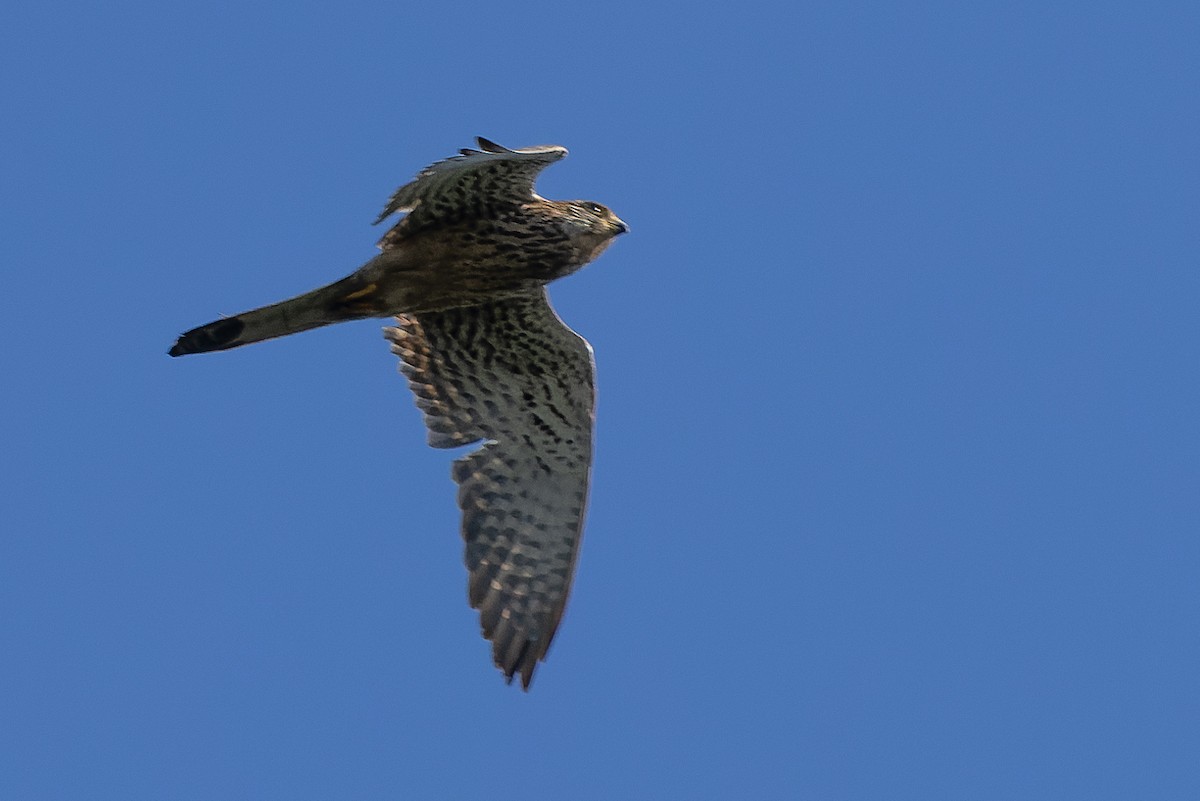 Eurasian Kestrel - ML620597941