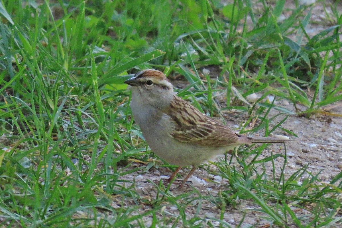Chipping Sparrow - ML620597947