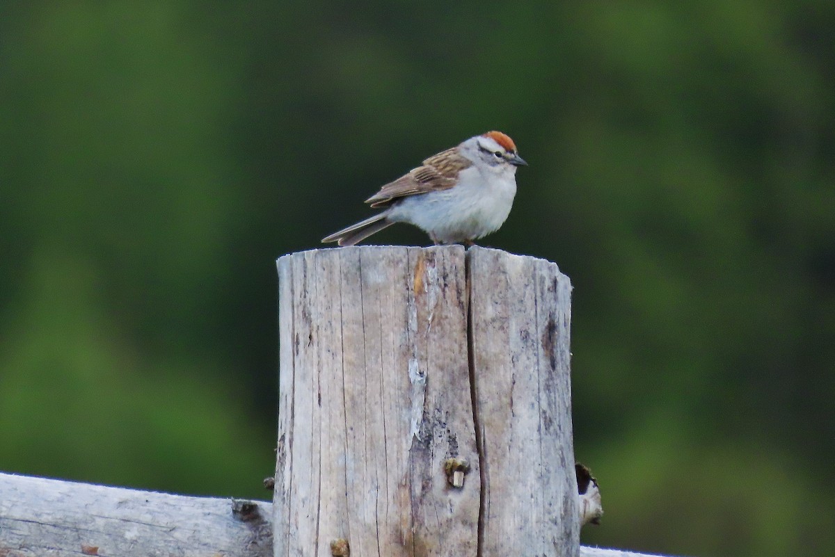 Chipping Sparrow - ML620597948