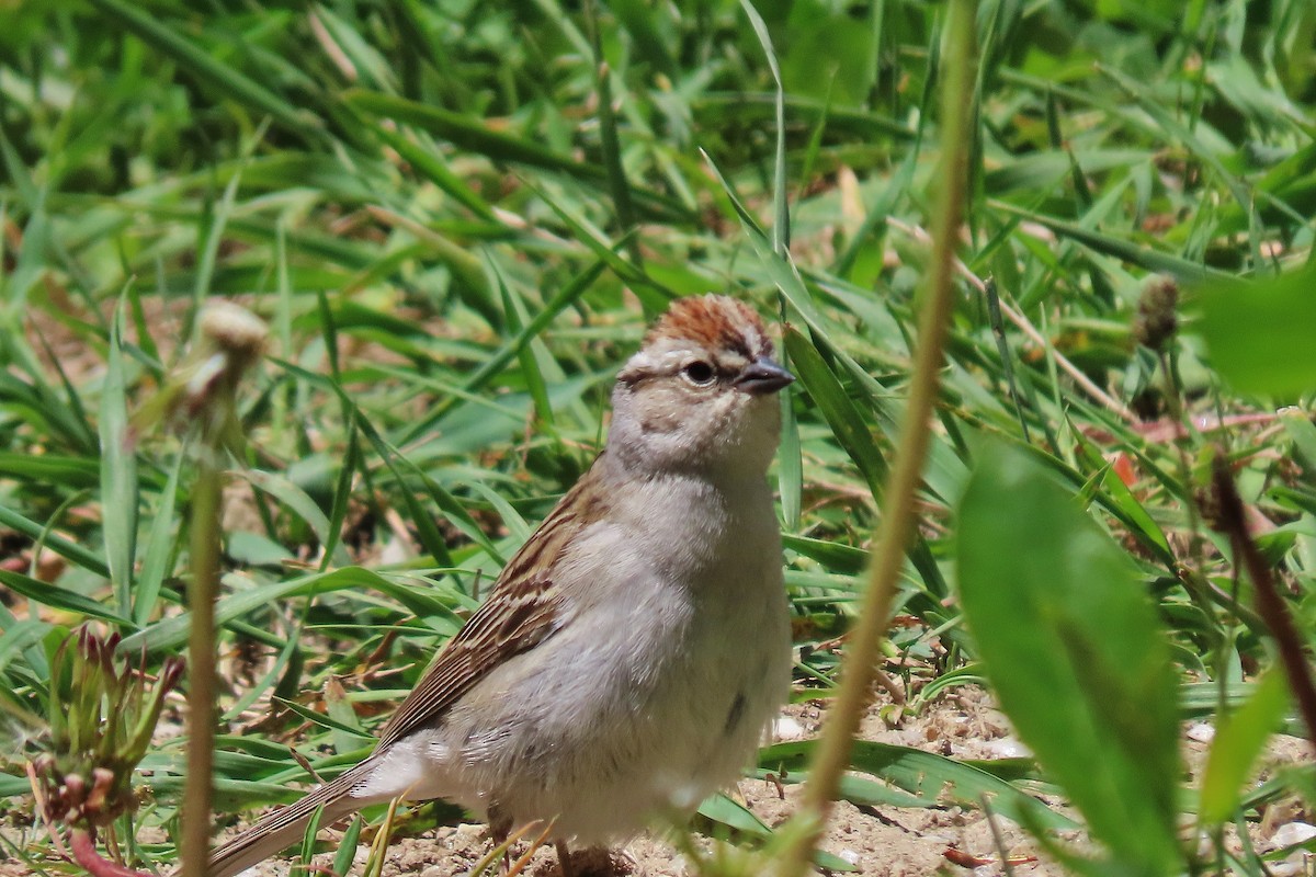 Chipping Sparrow - ML620597949