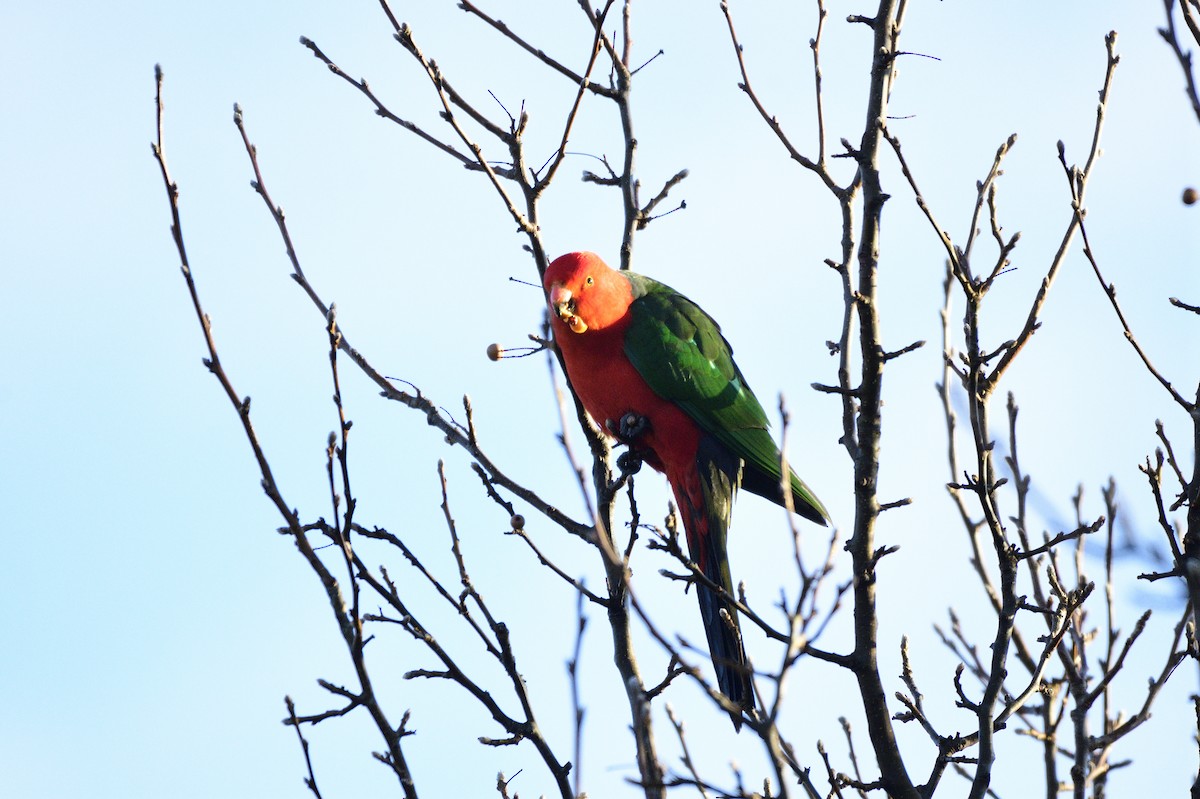 キンショウジョウインコ - ML620597951