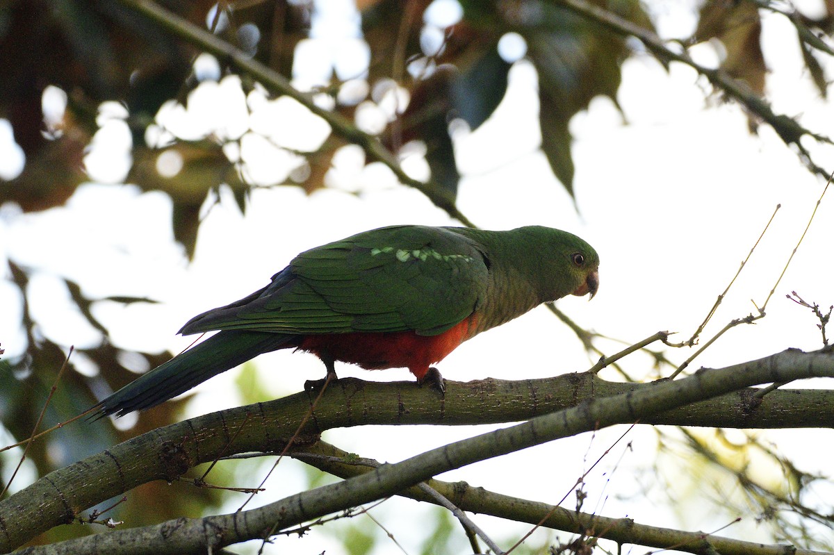 Australian King-Parrot - ML620597952