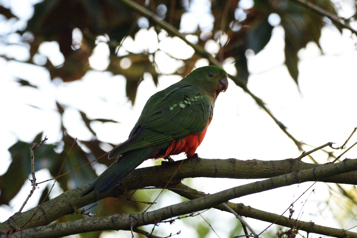 Australian King-Parrot - ML620597953