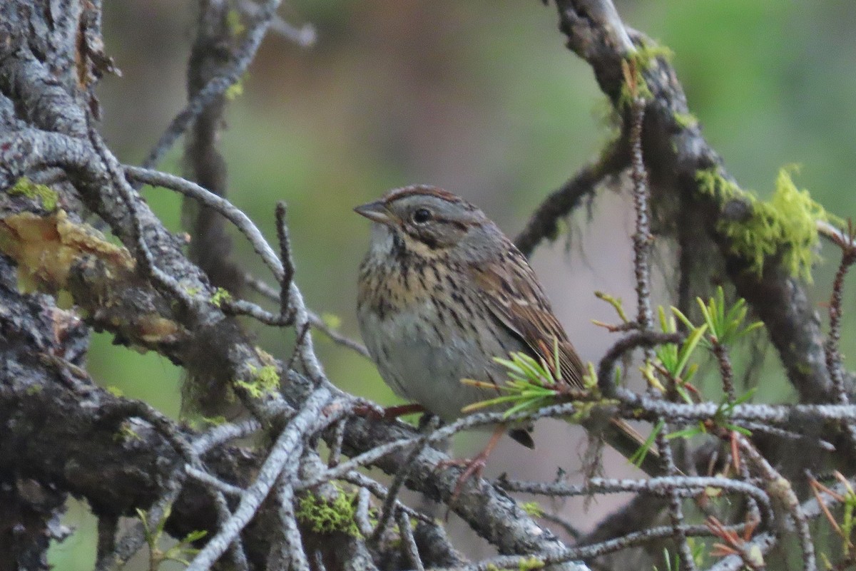 Lincoln's Sparrow - ML620597955