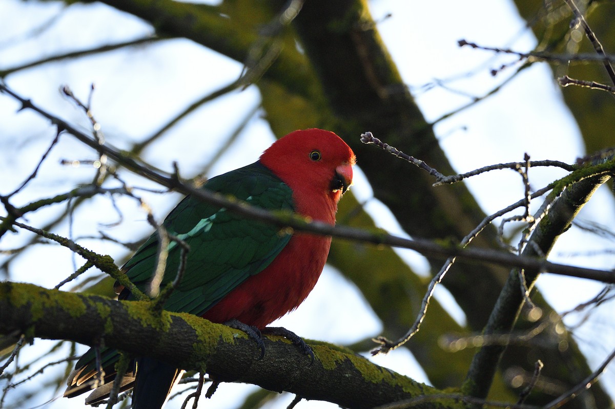 Australian King-Parrot - ML620597957