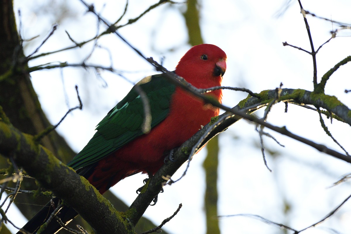 Australian King-Parrot - ML620597958