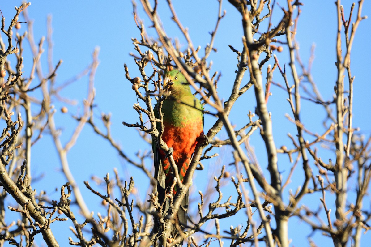 キンショウジョウインコ - ML620597959